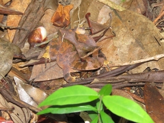 Proceratophrys renalis