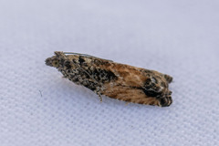 Epinotia nisella