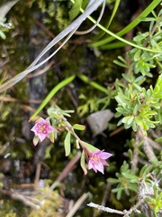 Boronia