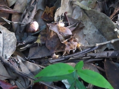 Proceratophrys renalis