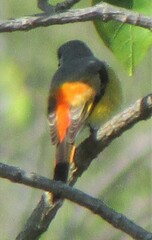 Pericrocotus cinnamomeus