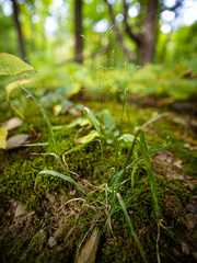 Agrostis perennans