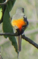 Pericrocotus cinnamomeus