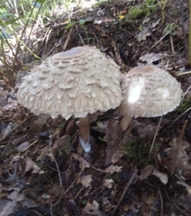 Chlorophyllum rhacodes