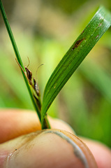 Carex digitalis