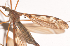 Tipula fuliginosa