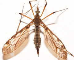 Tipula fuliginosa