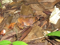 Proceratophrys renalis