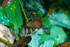 Arthroleptis xenodactyloides