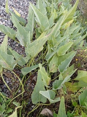 Cucurbita foetidissima