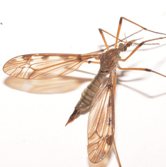 Tipula fuliginosa