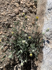 Eriophyllum lanatum integrifolium