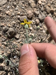 Eriophyllum lanatum integrifolium