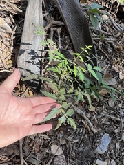 Azadirachta indica