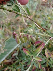Crotalaria pumila