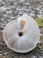 Trochoidea elegans