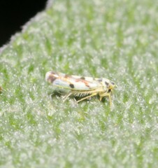 Eupteryx atropunctata