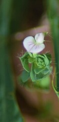 Lotus conimbricensis