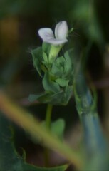 Lotus conimbricensis