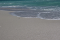 Charadrius marginatus marginatus