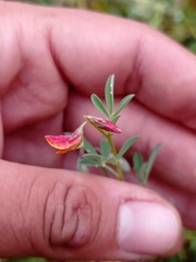 Crotalaria pumila