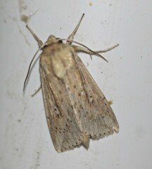 Mythimna decisissima