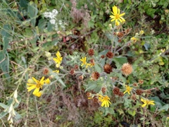 Heterotheca inuloides