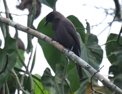 Cyanocorax cyanomelas
