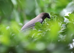 Cyanocorax cyanomelas