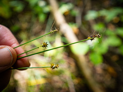 Carex cephalophora