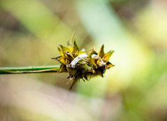 Carex cephalophora