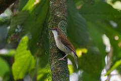 Chamaetylas choloensis