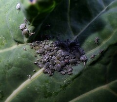 Brevicoryne brassicae