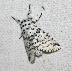 Kamalia australis