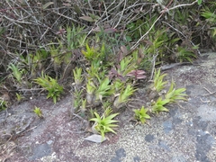 Vriesea freicanecana