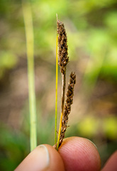 Carex virescens