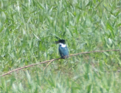 Chloroceryle amazona