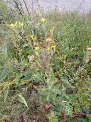 Heterotheca inuloides