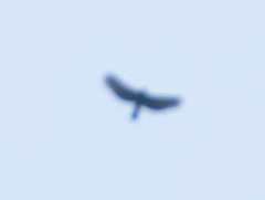 Spizaetus tyrannus