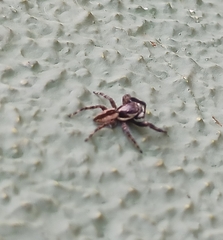 Menemerus bivittatus