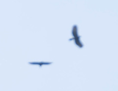 Spizaetus tyrannus