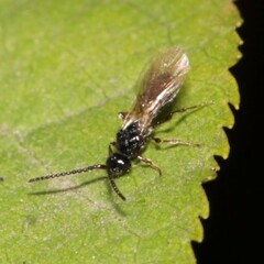 Aneurhynchus nodicornis