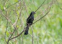 Crotophaga sulcirostris