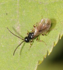 Aneurhynchus nodicornis