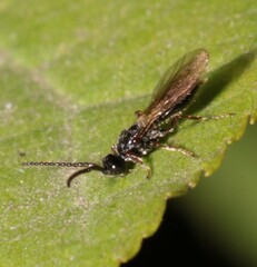 Aneurhynchus nodicornis