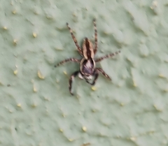 Menemerus bivittatus