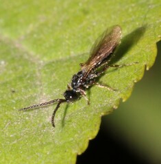 Aneurhynchus nodicornis