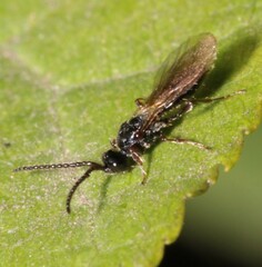 Aneurhynchus nodicornis