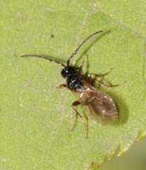 Aneurhynchus nodicornis