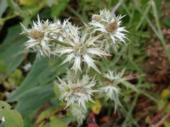 Eryngium heterophyllum